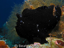 Black frogfish sitting on his OUTLOOK fishing for complim... by Beate Krebs 